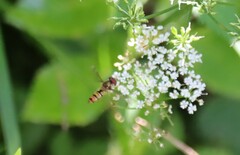 Episyrphus balteatus