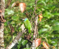 Psilopogon asiaticus