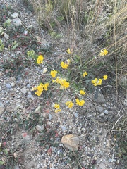 Psilostrophe tagetina