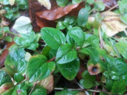 čerkáč hájny (Lysimachia nemorum)