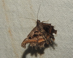Acantholipes trimeni