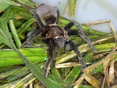 Sericopelma