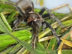 Sericopelma
