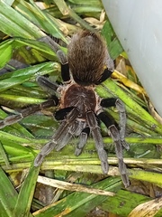 Sericopelma