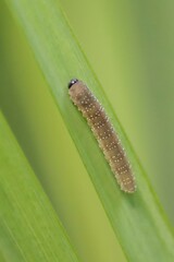 Rhadinoceraea micans