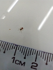 Linyphiidae