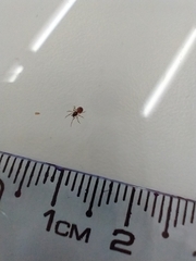 Linyphiidae
