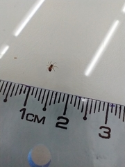 Linyphiidae