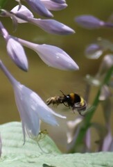 Bombus