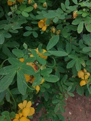 Senna pallida