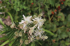 Clematis hexapetala