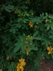 Senna pallida