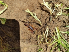 Bothriurus bonariensis