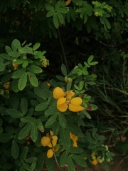 Senna pallida
