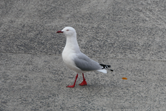 Chroicocephalus novaehollandiae