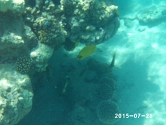 Chaetodon semilarvatus