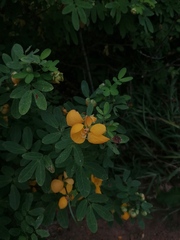 Senna pallida