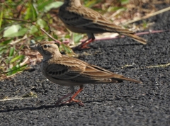Alaudidae