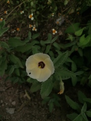 Piriqueta mortonii