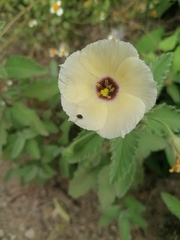 Piriqueta mortonii