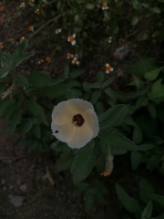 Piriqueta mortonii
