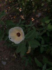 Piriqueta mortonii