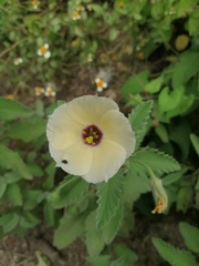 Piriqueta mortonii