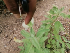 Piriqueta mortonii