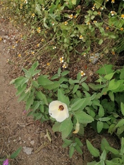 Piriqueta mortonii
