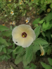 Piriqueta mortonii
