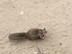 Otospermophilus beecheyi