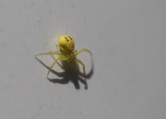 Misumenops