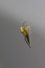 Misumenops