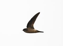 Aerodramus germani