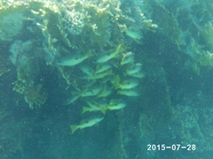 Lutjanus fulviflamma