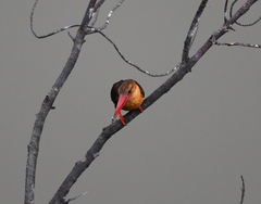 Pelargopsis amauroptera