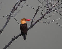 Pelargopsis amauroptera