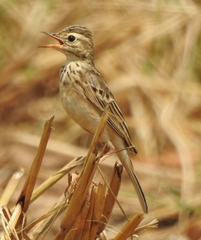 Anthus rufulus