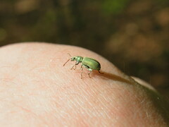 Phyllobius argentatus