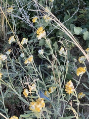 Psilostrophe tagetina