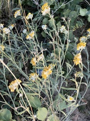 Psilostrophe tagetina