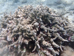 Porites tuberculosus