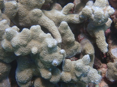 Porites tuberculosus