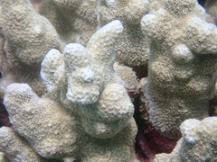 Porites tuberculosus