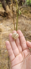 Herissantia tiubae