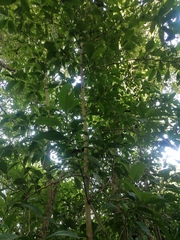 Bravaisia integerrima