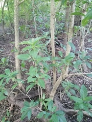 Bravaisia integerrima