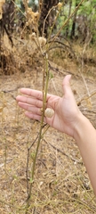 Herissantia tiubae