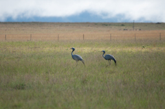 Anthropoides paradiseus