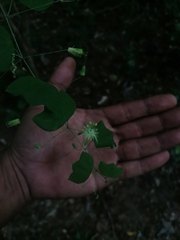 Passiflora filipes